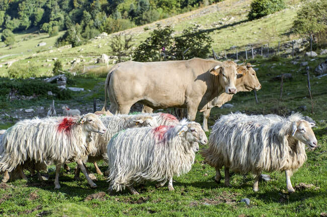 Francia, Parco nazionale dei Pirenei, Val d'Azun, pecore e mucche nella vallata d'Estaing — Foto stock