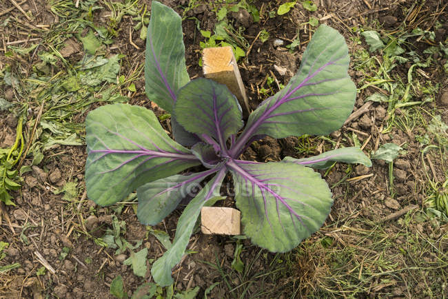 Légumes verts cultivés dans le jardin à L'Aigle, Orne, Normandie, France — Photo de stock