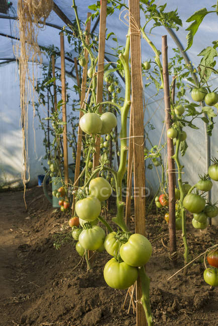 Tomates verdes que crescem no jardim em L 'Aigle, Orne, Normandia, França — Fotografia de Stock