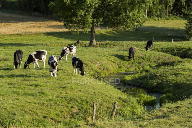 Vue panoramique sur les vaches au pré, Normandie, France — Photo de stock