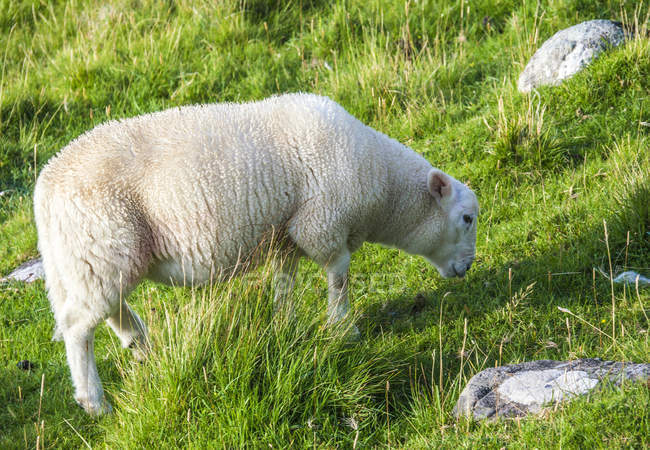 Овцы на лугу, Европа, Великобритания — стоковое фото