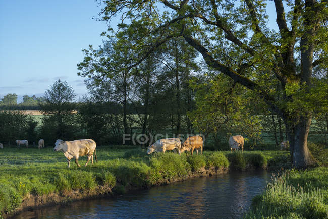 Vista panorámica de las vacas en el prado, Normandía, Francia - foto de stock