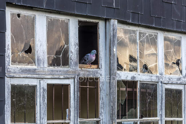France, Pyrénées-Atlantiques, Oloron-Sainte-Marie, fenêtres cassées d'un ancien atelier du Gave d'Aspe — Photo de stock
