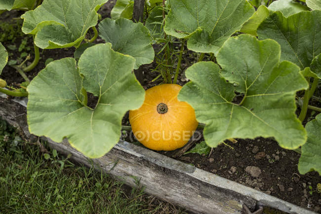 Pumpkin among green leaves, Normandy, France — Stock Photo