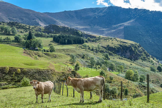 Мальовничий вид корів на галявині, Франція, Національний парк 