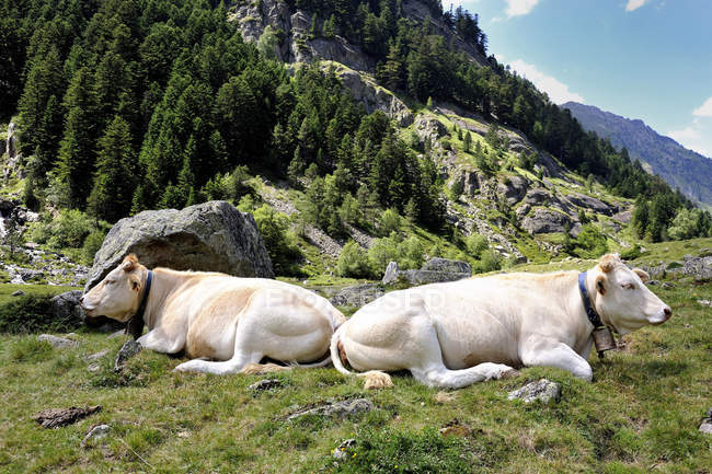 Живописный вид на коров возле гор, Франция, Национальный парк Пирнс — стоковое фото