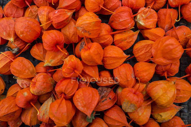 Physalis arancione, Europa, Francia, focus selettivo — Foto stock