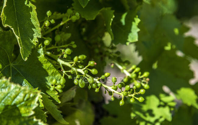 Francia, Vaucluse, Venasque, inflorescencia de uva - foto de stock