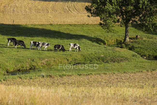 Aussichtsreiche Aussicht auf Kühe auf der Weide, Normandie, Frankreich — Stockfoto