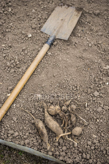 Shovel and vegetables on ground in L'Aigle, Orne, Normandy, France — Stock Photo