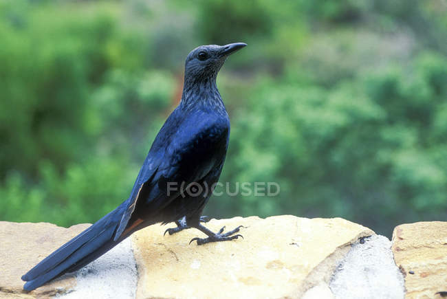 Crow on stone wall, selective focus — Stock Photo