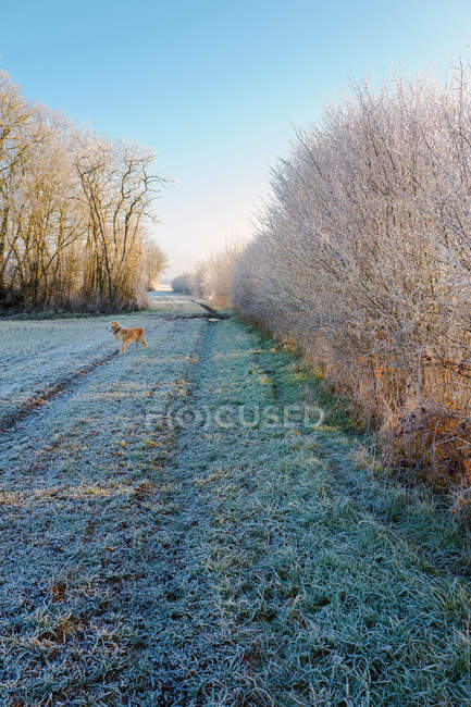 Landschaft mit gefrorenem Feld und Hund im Hintergrund, Europa, Frankreich — Stockfoto