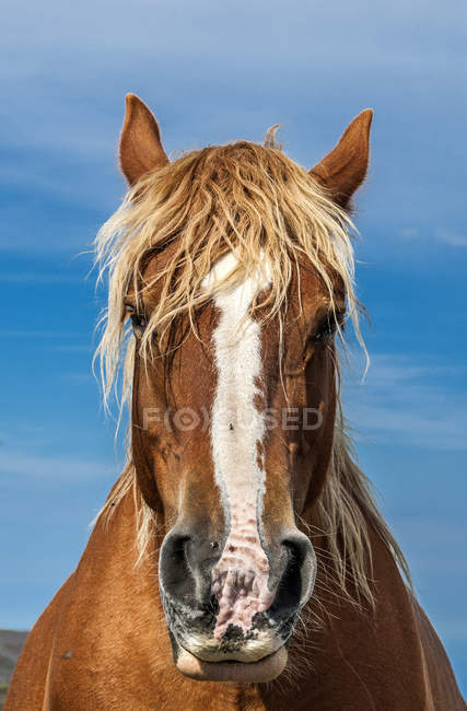 Cavallo contro cielo azzurro a Col de Mooulata, Francia — Foto stock