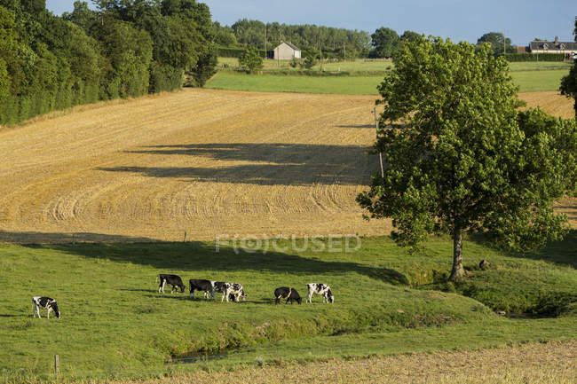 Vista panoramica delle mucche a prato, Normandia, Francia — Foto stock