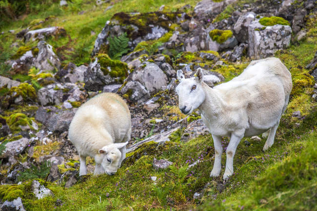 Вівці на траві (Європа, Велика Британія). — стокове фото