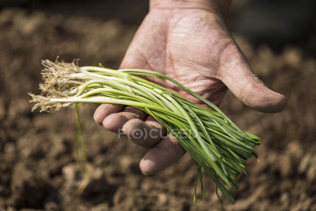 Hände mit grünen Zwiebeln in l 'aigle, orne, normandie, franz — Stockfoto