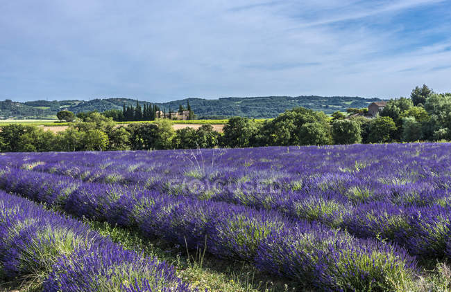 Blooming lavender field in spring, France, Drome, Regional Park of Baronnies provencales, Venterol — Stock Photo