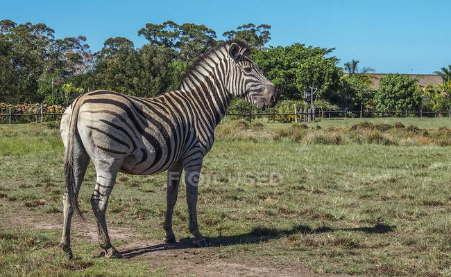 Burchells zebra na África do Sul, Rota Jardim, Plettenberg Bay — Fotografia de Stock