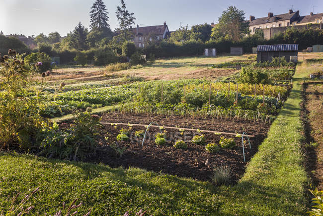 Hortalizas verdes cultivadas en el jardín en L 'Aigle, Orne, Normandía, Francia - foto de stock