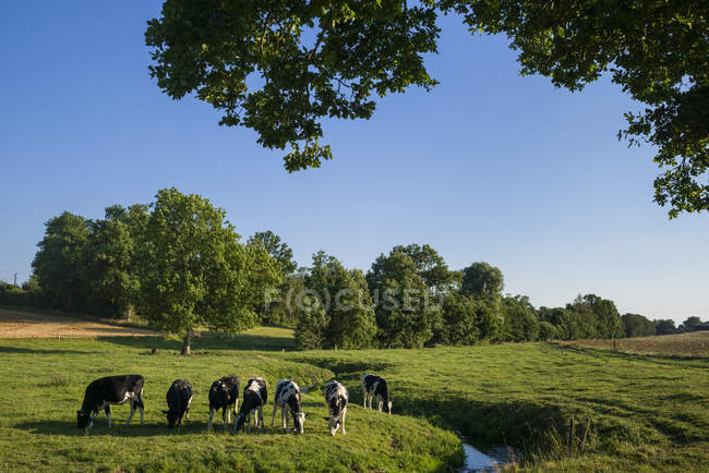 Живописный вид на коров в Meadow, Norfely, Франция — стоковое фото