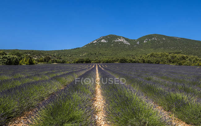 Blühendes Lavendelfeld im Frühling, vaucluse, saint-saturnin-les-apt, Frankreich — Stockfoto