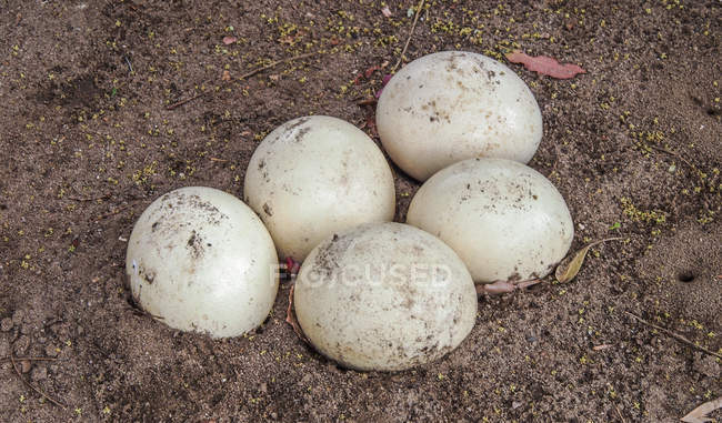 Huevos de avestruz en la granja Cango, enfoque selectivo - foto de stock