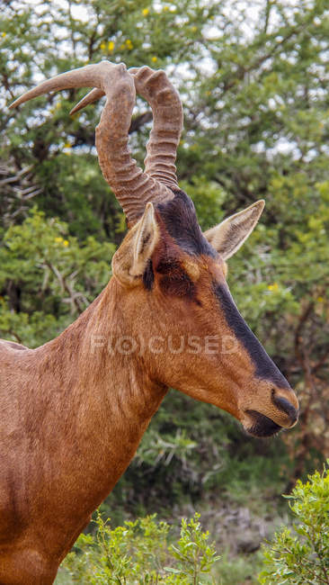 Head of tsessebe at South Africa, Eastern Cape province, Addo Elephant National Park — Stock Photo