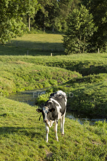 Корова в Meadow, Norfely, Франция — стоковое фото