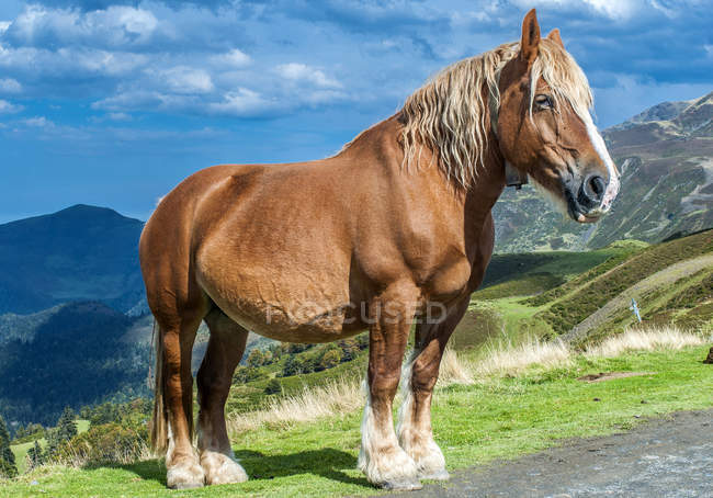 Horse in mountains at Col de Moulata, France, Pyrnes National Park — Stock Photo