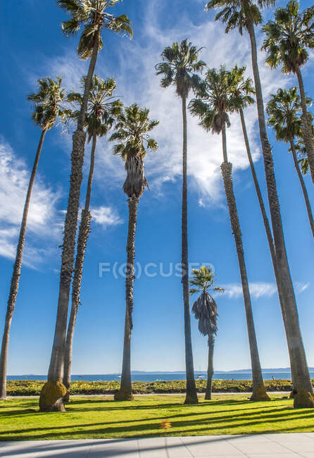 USA, Californie, palmiers à côté de la plage de Santa Barbara — Photo de stock