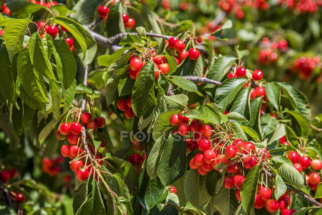 Cherries on branches, selective focus — Stock Photo