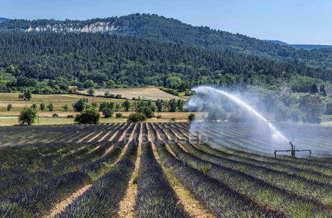 Irrigatore sul campo di lavanda in fiore in primavera, Francia, Vaucluse, Saint-Saturnin-les-Apt — Foto stock