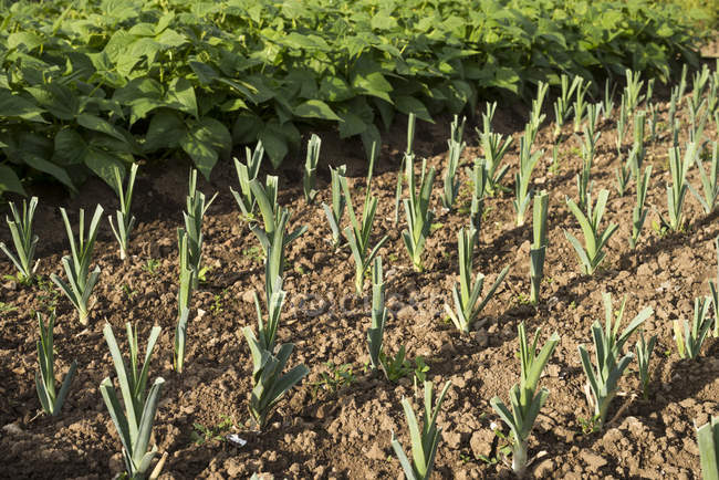 Зеленый лук растет в L 'Aigle, Орн, Нормандия, Франция — стоковое фото