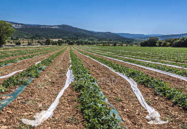 Melonenfeld in Frankreich, vaucluse, selektiver Fokus — Stockfoto