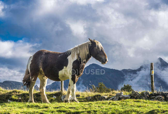 Лошадь на лугу, Франция, Национальный парк Пиренеи — стоковое фото