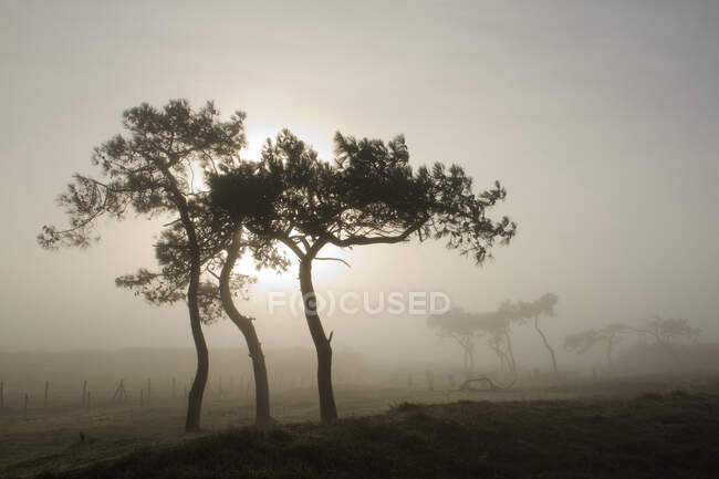 Francia, Les Moutiers-en-Retz, 44 anni, pini marittimi nella nebbia. — Foto stock