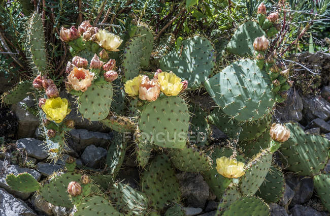 Blooming cactuses at Regional park of Baronnies provencales — Stock Photo