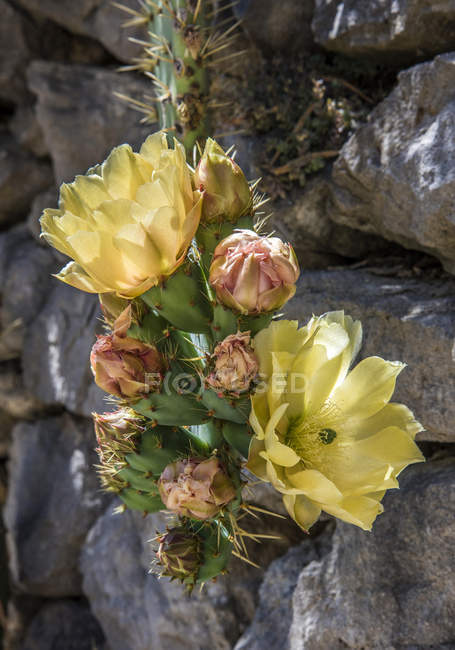 Blooming cactuses at France, Drome, Regional park of Baronnies provencales — Stock Photo