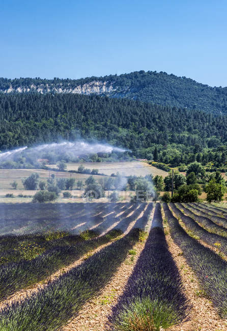 Sprinkler over blooming lavender field in spring, France, Vaucluse, Saint-Saturnin-les-Apt — Stock Photo