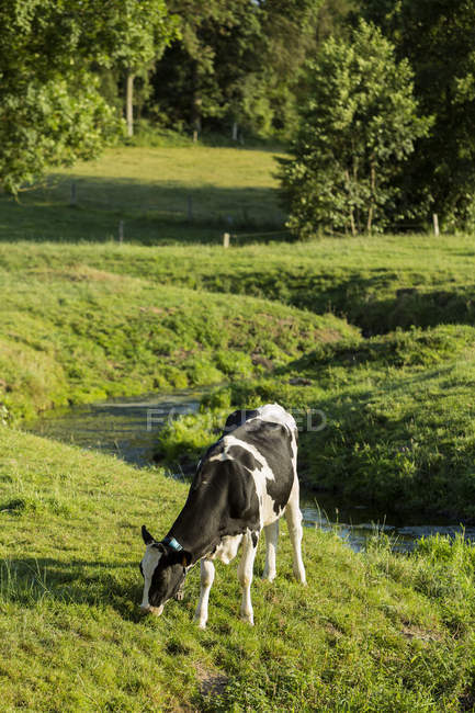 Cow at meadow, Normandía, Francia - foto de stock