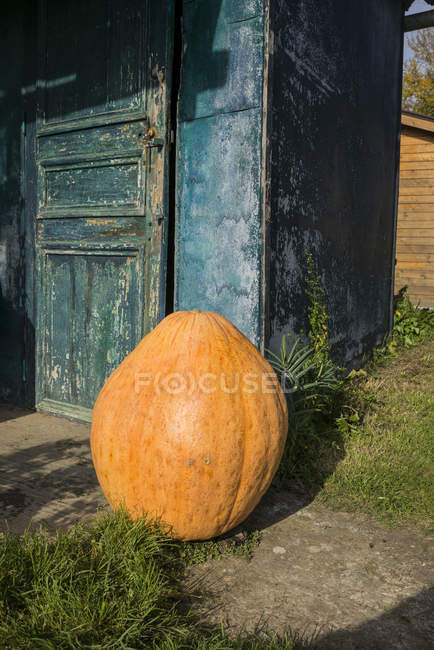 Calabaza grande en L 'Aigle, Orne, Normandía, Francia - foto de stock