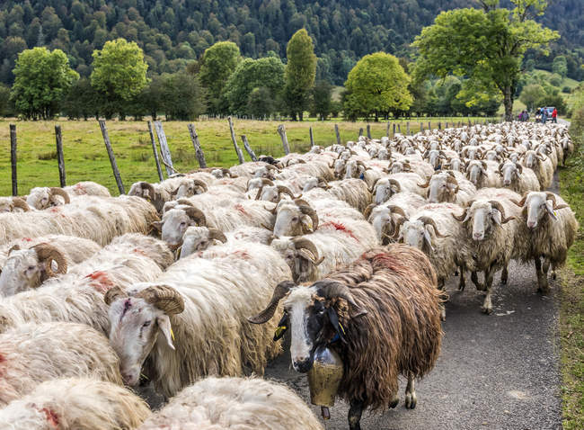 Schafherde, Frankreich, Nationalpark der Pyrenäen — Stockfoto