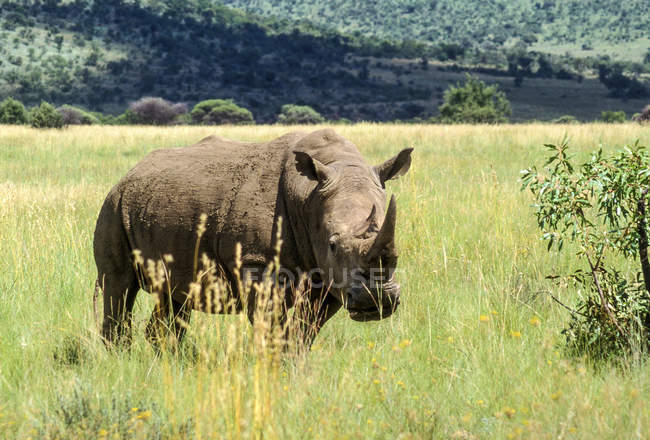 Rinoceronte blanco en el Parque Nacional Pilanesberg - foto de stock