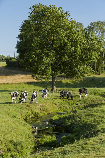 Vue panoramique sur les vaches au pré, Normandie, France — Photo de stock