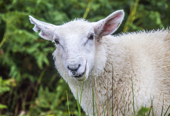 Sheep against grass, Europe, Great Britain — Stock Photo