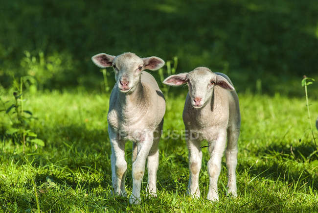 Dos corderos en el campo, Francia, Parque Nacional Pyrnes - foto de stock