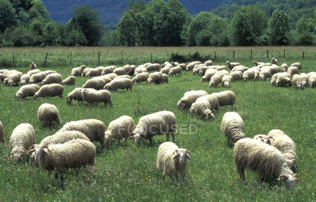 Rebanho de ovelhas no campo, Parque Nacional dos Pirinéus — Fotografia de Stock