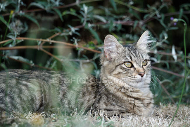 Gros plan d'un jeune chat, 5 mois, race Bengale - Maine Coon, femelle, couché dans un jardin. — Photo de stock