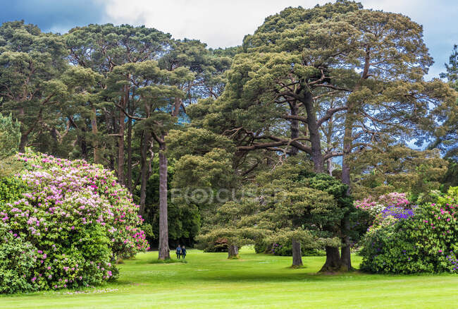 República de Irlanda, Condado de Kerry, Parque nacional de Killarney, Muckross House park, rododendros - foto de stock