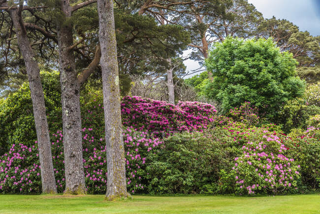 Republik Irland, County Kerry, Killarney Nationalpark, Muckross House Park, Rhododendron — Stockfoto